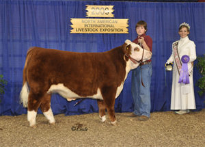 Miniature Herefords & Miniature Aussies - KP Ranch, Tekemah Nebraska