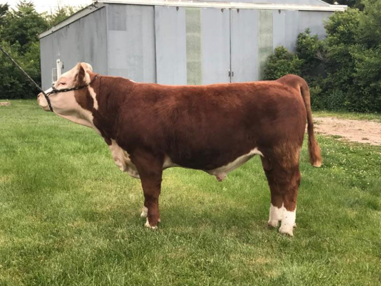 Miniature Herefords & Miniature Aussies KP Ranch, Tekemah Nebraska