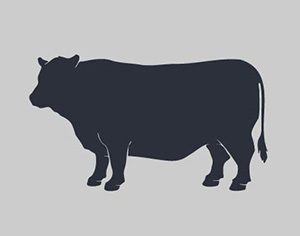 Cattle Placeholder