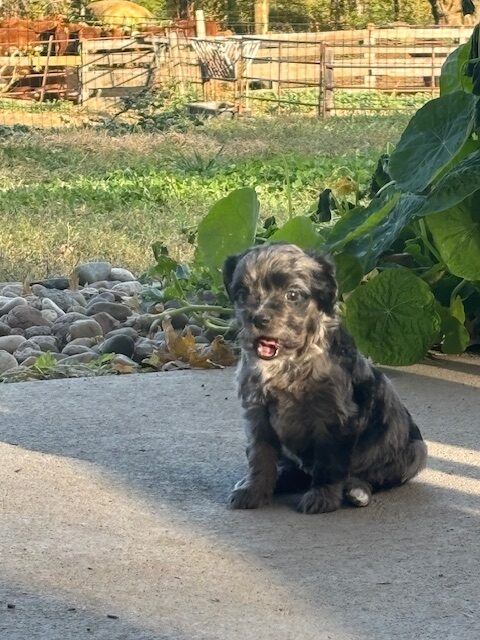 Smoki Mountain High  “Smoki”