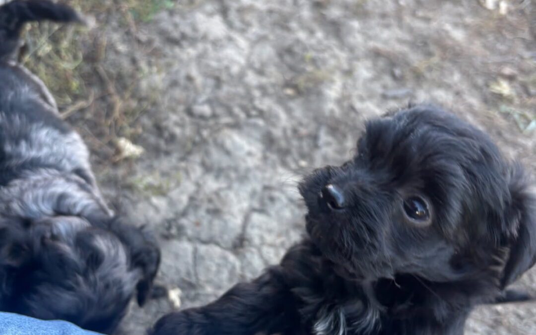 Timbo’s Tiny Princess  “Tiny”